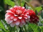 Beautiful Dahlia