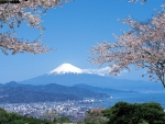Mt.Fuji with Cherry Blossoms