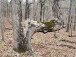 Trail marker tree