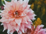 Pink Dahlia