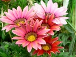 Gazania Flowers