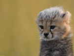 baby cheetah