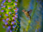 hummingbird Garden