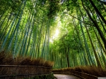 Bamboo Forest, Kyoto, Japan
