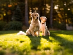 Golden Retrievers