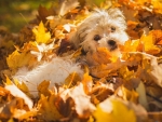 Dog Playing in Leaves