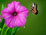 Butterfly on Flower Petunia