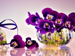 Lovely little violas