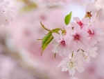 Cherry Blossoms
