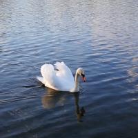 Swan Trowse Newton Norwich