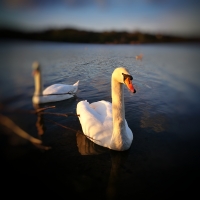 Swan
