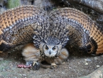 Owl Flapping Wings