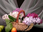Basket of Lilacs
