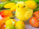 Easter Chick