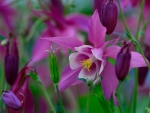 Spring Aquilegia
