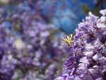 Butterfly on wistaria