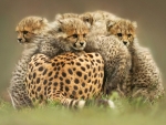 Family of Cheetahs