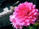 Pink Dahlia