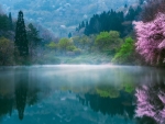 Sakura Lake