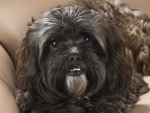 Portrait of a Shih Tzu