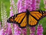 Monarch Butterfly
