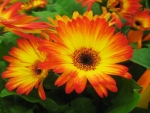 Orange Yellow Gerbera