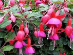 Beautiful Fuchsia