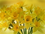 Spring Daffodils