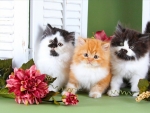 Three Cute Kittens