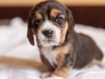 Cute Puppy