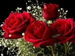 Red Roses