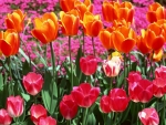 Spring Tulips