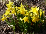 Small Daffodills