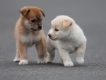 Cute Two Puppies