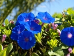 Lovely Blue Flowers