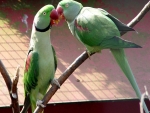 Parrot Couple