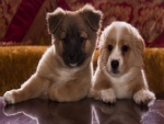 Cute Puppies