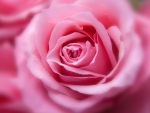Pink Rose