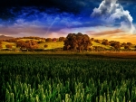 Clouds above the Wheat field