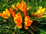 Spring Crocus