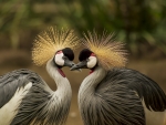 Grey Crowned Crane