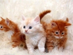 Cute Fluffy Kittens