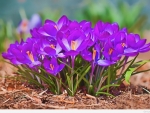 Purple Crocus