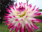 Bright Wet Dahlia