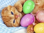 Easter Kitten