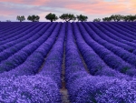 Purple Lavender Field