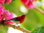 Spring Bird