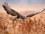 Buzzard Flight