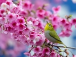White Eyes Spring Bird