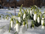Snowdrops